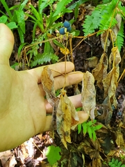 Caulophyllum thalictroides