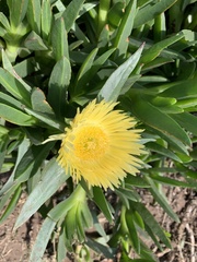 Conicosia pugioniformis