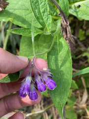 Symphytum officinale