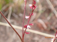 Polygonum douglasii