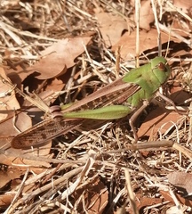Locusta migratoria