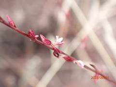 Polygonum douglasii