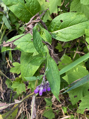 Symphytum officinale