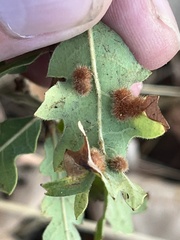 Atrusca trimaculosa
