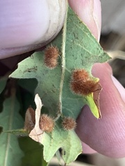 Atrusca trimaculosa