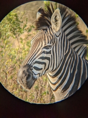 Equus quagga chapmani