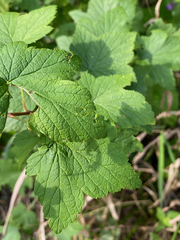 Ribes americanum