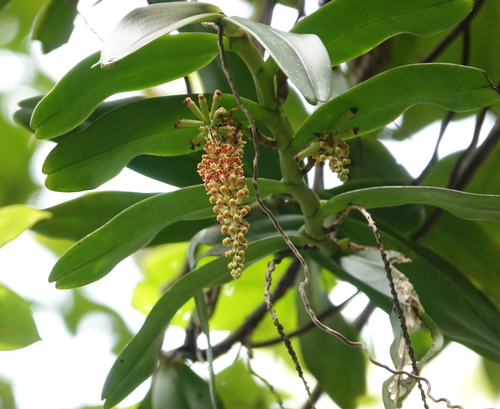 Robiquetia spathulata, photograph 5