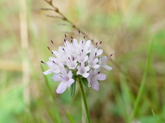 Sixalix atropurpurea