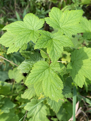 Ribes americanum