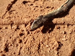 Psammophis notostictus