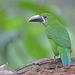 Southern Emerald-Toucanet - Photo (c) Christoph Moning, some rights reserved (CC BY), uploaded by Christoph Moning