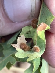Atrusca trimaculosa