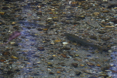 Salmo trutta fario