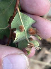 Atrusca trimaculosa