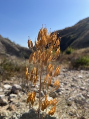 Ehrendorferia chrysantha