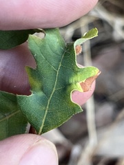 Atrusca trimaculosa
