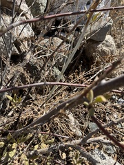 Ehrendorferia chrysantha
