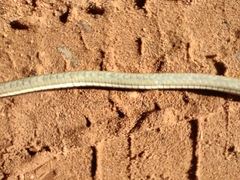 Psammophis notostictus