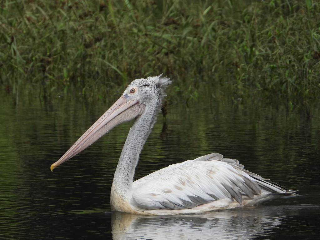 Spot-billed Pelican (Pelecanus philippensis) photo