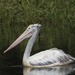 Spot-billed Pelican - Photo (c) Anuvinda_D., some rights reserved (CC BY-NC), uploaded by Anuvinda_D.