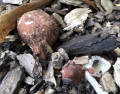 Geastrum morganii