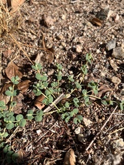 Euphorbia albomarginata