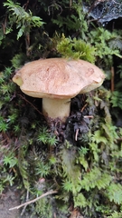 Suillus variegatus