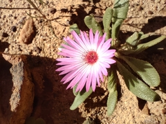 Cleretum bellidiforme