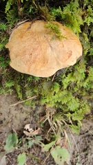 Suillus variegatus