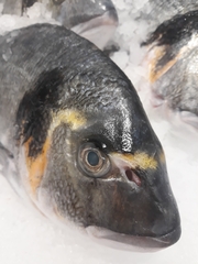 Sparus auratus