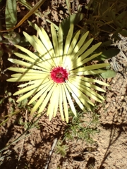 Cleretum bellidiforme