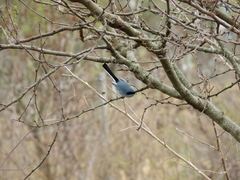 Polioptila dumicola