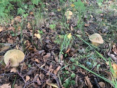 Suillellus luridus