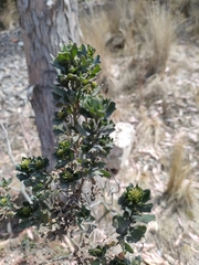 Baccharis tola