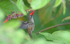 Anthocephala berlepschi