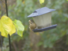 Coccothraustes vespertinus