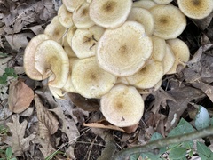 Desarmillaria tabescens