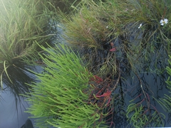 Salicornia