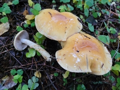 Cortinarius triumphans
