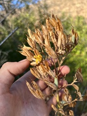 Ehrendorferia chrysantha