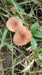 Laccaria laccata