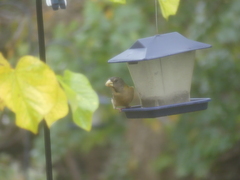 Coccothraustes vespertinus