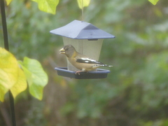 Coccothraustes vespertinus