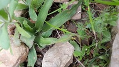 Cyanella hyacinthoides