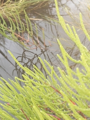 Salicornia
