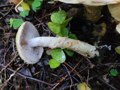 Cortinarius triumphans