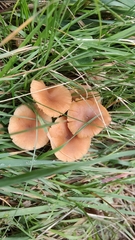 Laccaria laccata