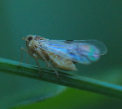 Laodelphax striatella