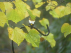 Coccothraustes vespertinus